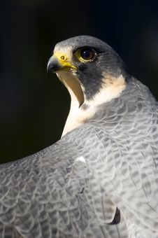 Peregrine Falcon (Falco Peregrinus) Against Dark Background Stock Photo Peregrine Falcon (Falco Peregrinus) Against Dark Background Stock Photo