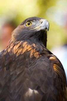 Golden Eagle (Aquila Chrysaetos) Looks Over Shoulder Royalty Free Stock Photo Golden Eagle (Aquila Chrysaetos) Looks Over Shoulder Royalty Free Stock Photo