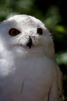 Snowy Owl (Bubo Scandiacus) Stock Image