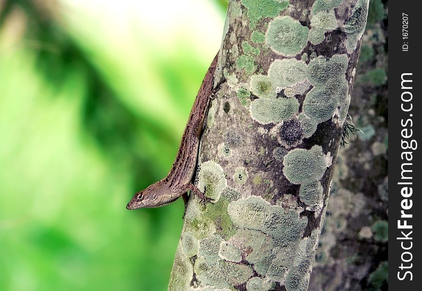 florida anole resting on a lichen covered tree. florida anole resting on a lichen covered tree