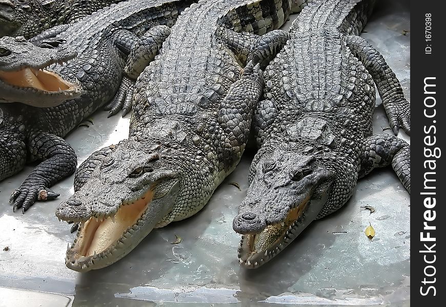 A bunch of crocodiles in a zoo in Thailand waiting for food.