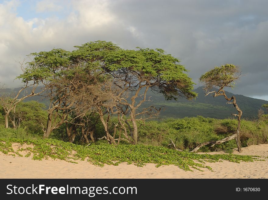 Trees on Long Beach with storm clouds in the background - Makena State Park