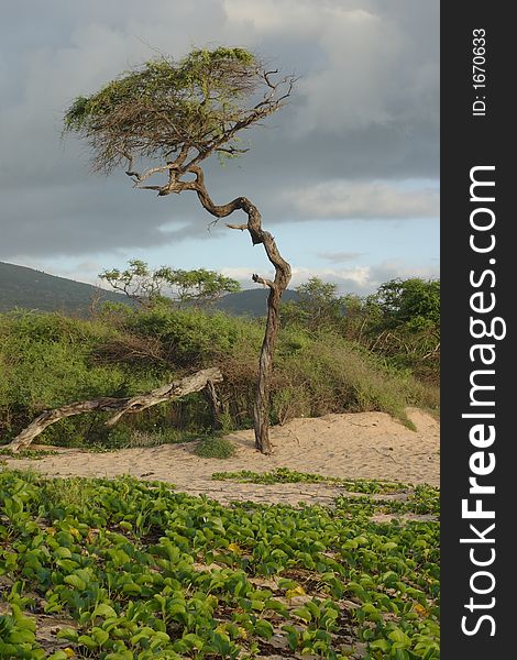 Tree on Long Beach with storm clouds in the background - Makena State Park. Tree on Long Beach with storm clouds in the background - Makena State Park