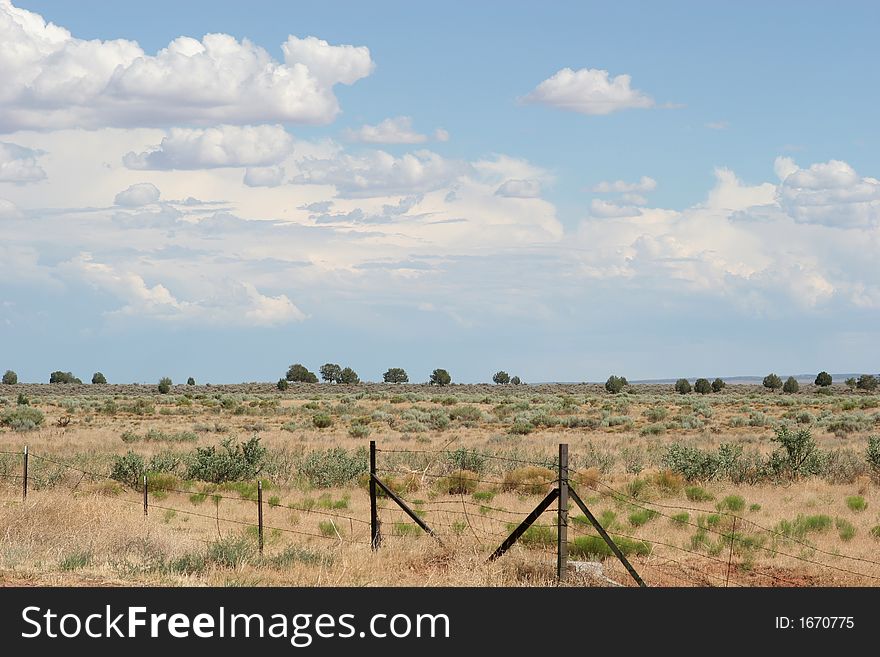 Natural desert vegetation surrounded by barbed wire