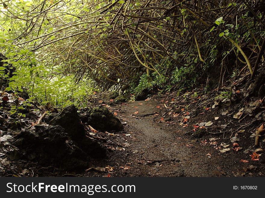 Loop trail at Waianapanapa State Park. Loop trail at Waianapanapa State Park