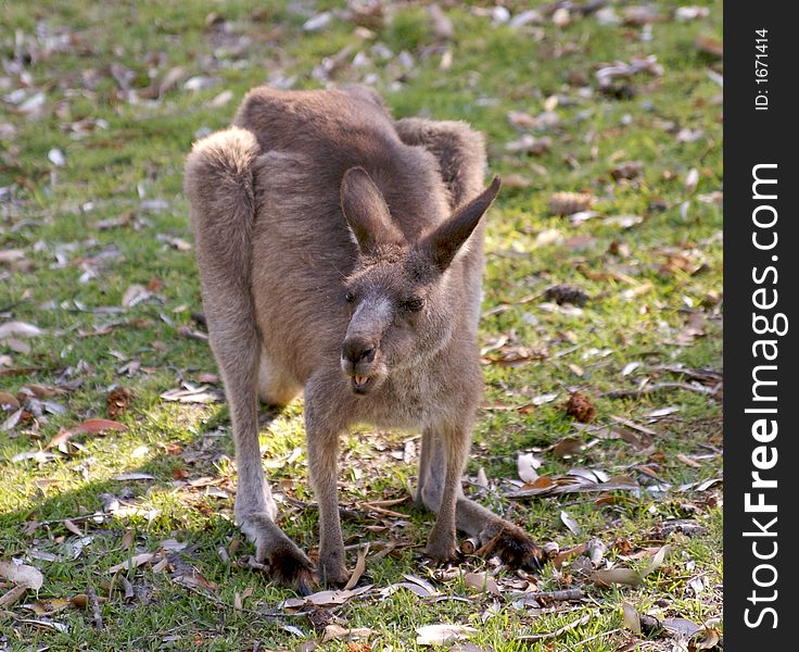 A wild gray kangaroo pulling faces while eating grass