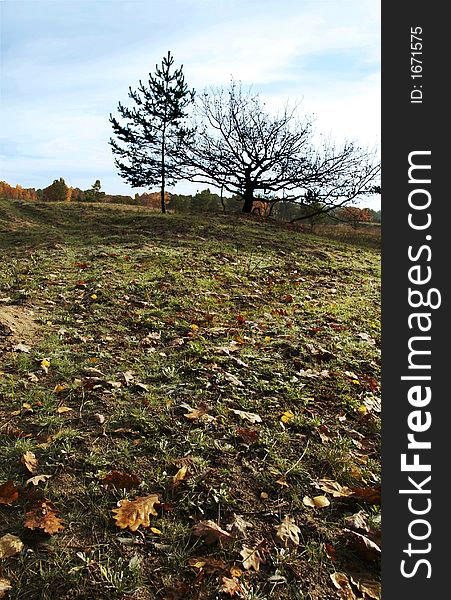 Trees and leaves on the autumn grassland