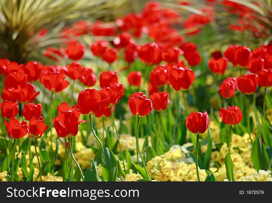 Flowers in the garden. one of the series