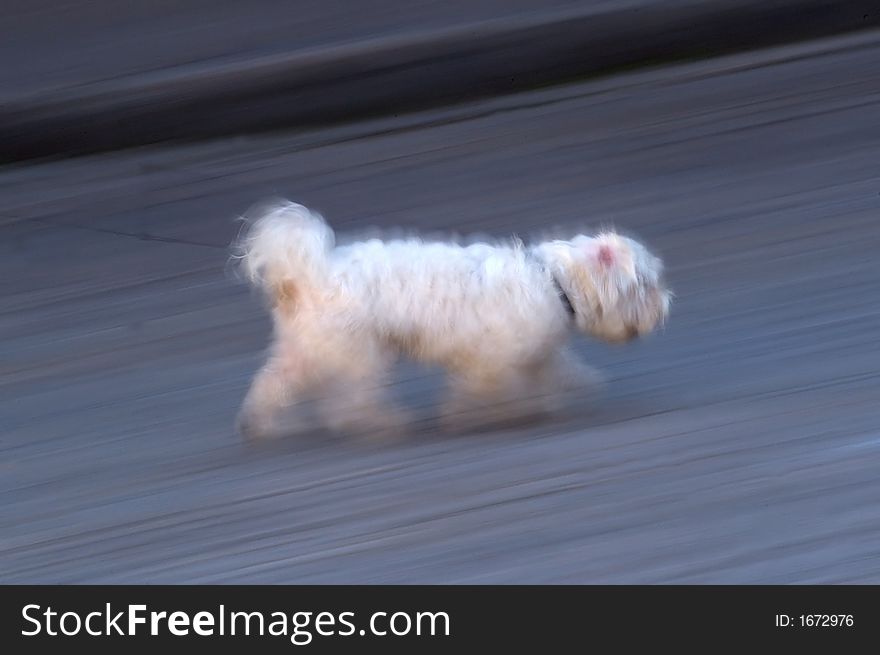 White hairy dog on his way home