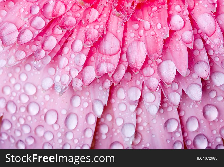 Close up of pink daisy with water droplets. Close up of pink daisy with water droplets