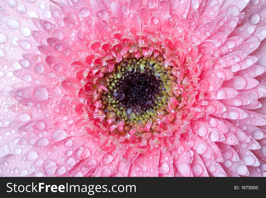 Close up of pink daisy with water droplets. Close up of pink daisy with water droplets