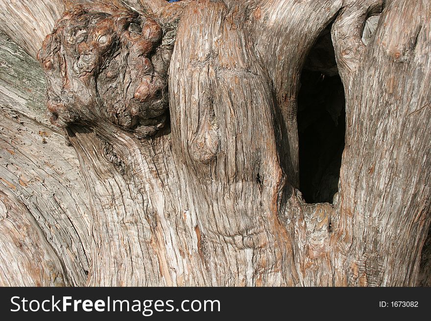 Ancient tree with wood grain and knot hole. Ancient tree with wood grain and knot hole