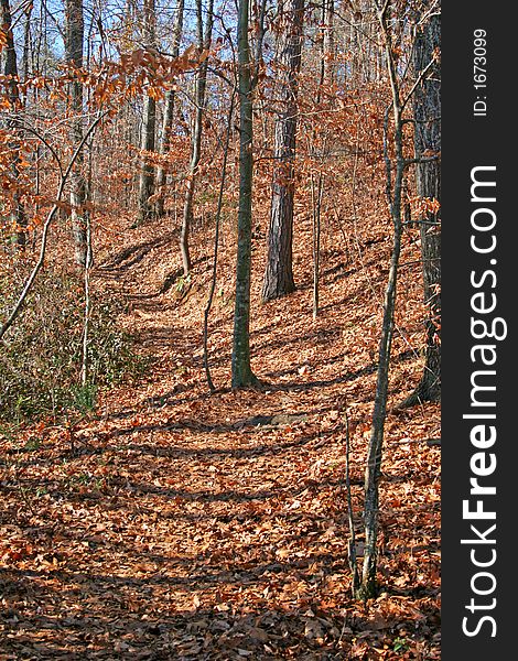 A winding trail through a winter time forest. A winding trail through a winter time forest