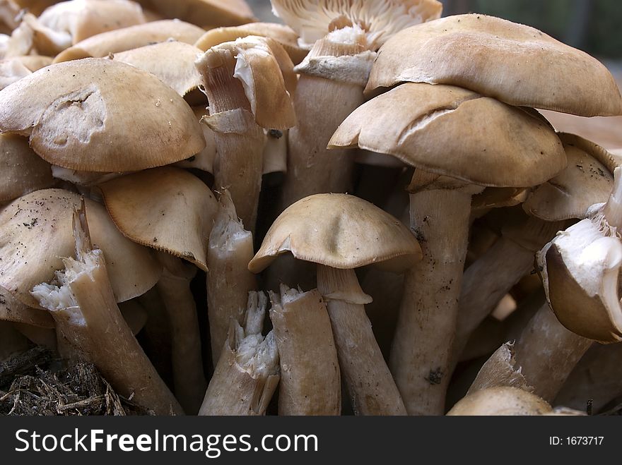 A large group of gilled mushrooms on the forest floor. A large group of gilled mushrooms on the forest floor.