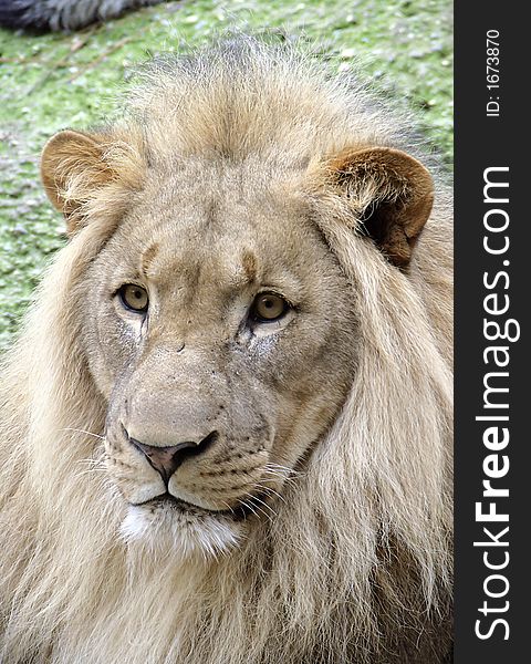 Portrait of Full-grown Male Lion. Portrait of Full-grown Male Lion