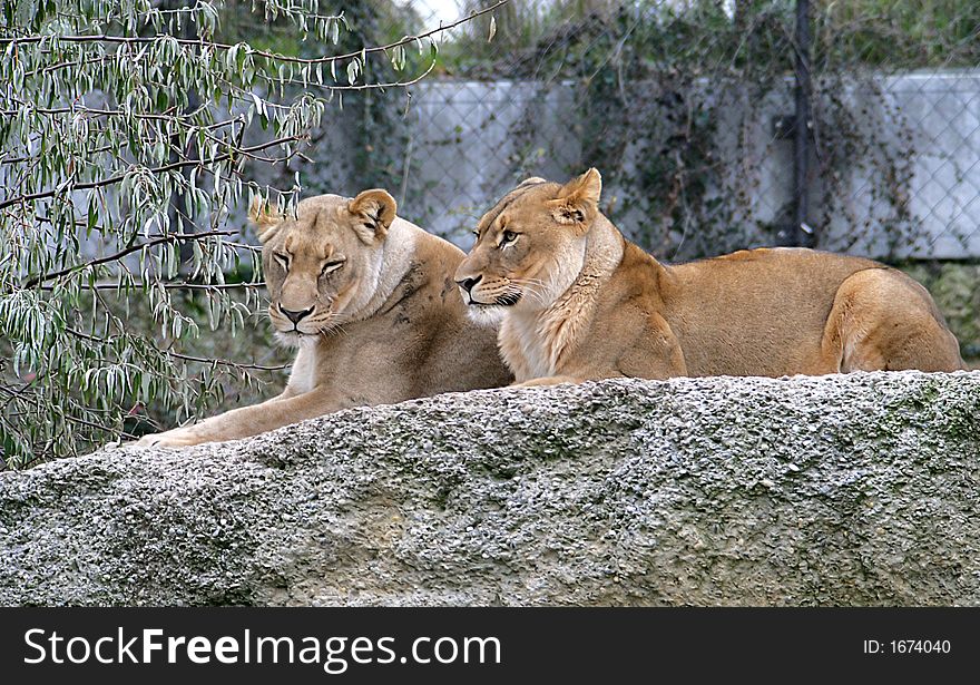 Portrait of Two Young Lioness. Portrait of Two Young Lioness