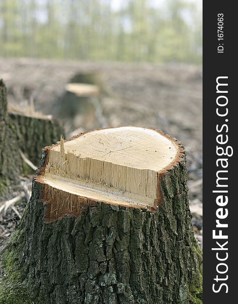 Treestump in forest. Dead tree. Treestump in forest. Dead tree.