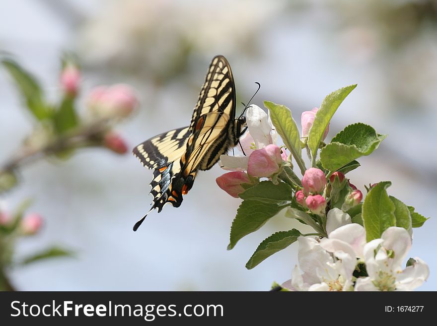 Swallowtail Butterfly feeding nectar on Cherry Flowers in Spring