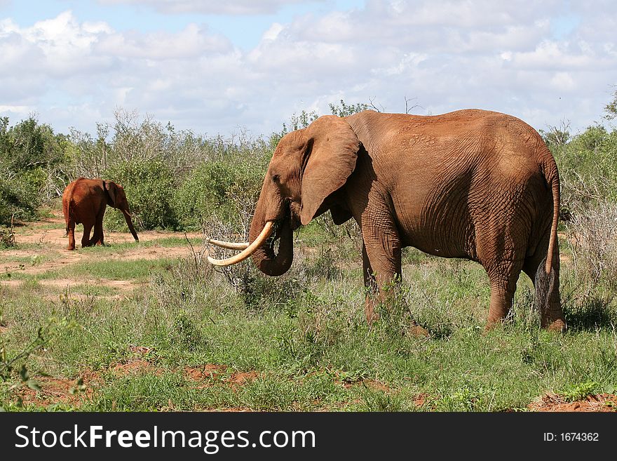 Landscape view of two african elephants covered in red mud, Tsavo National Park, Kenya