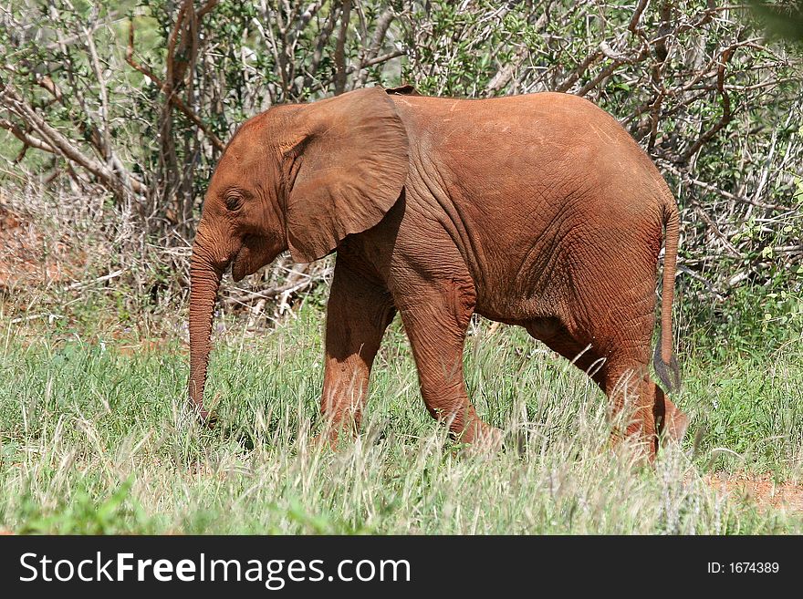 African elephant covered in red mud walking through open bushland, Tsavo East National Park, Kenya. African elephant covered in red mud walking through open bushland, Tsavo East National Park, Kenya