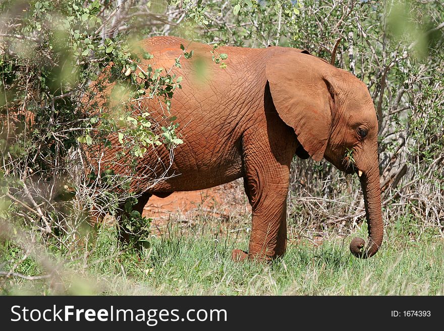 African elephant covered in red mud walking through open bushland, Tsavo East National Park, Kenya