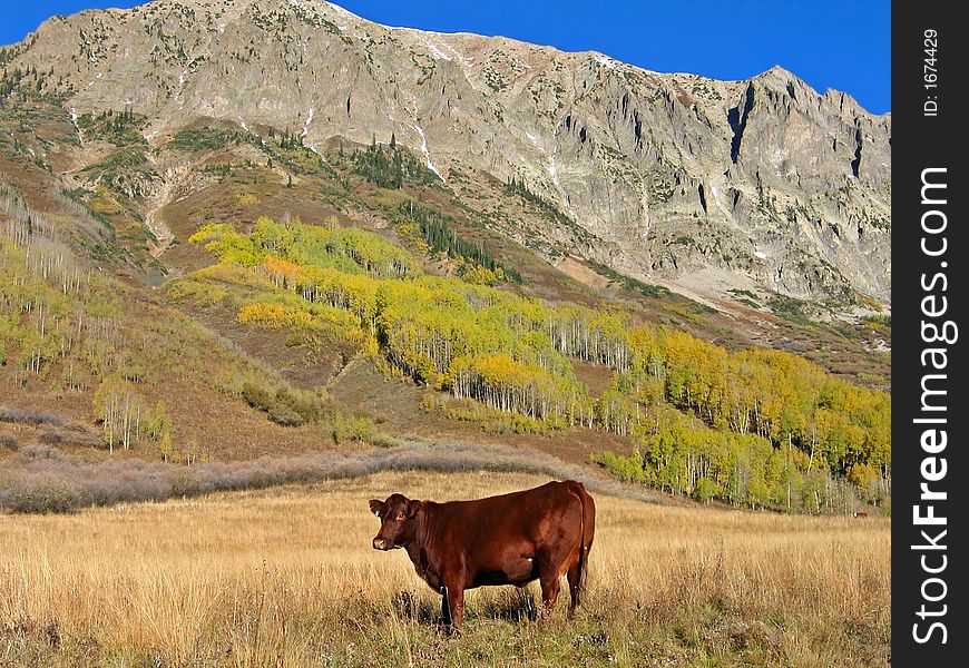 Cow standing in a high altitude pasture. Cow standing in a high altitude pasture