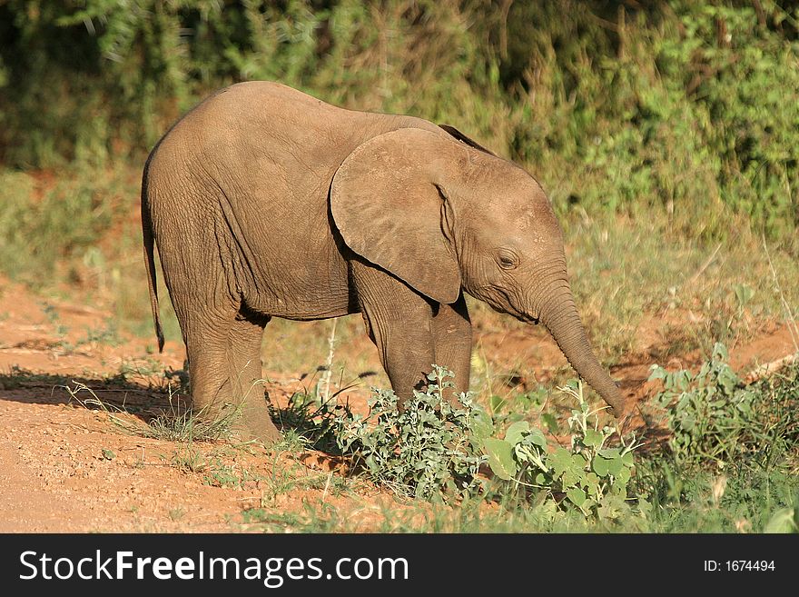 Baby elephant searching for food