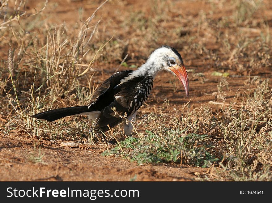 Red-billed Hornbill on Ground