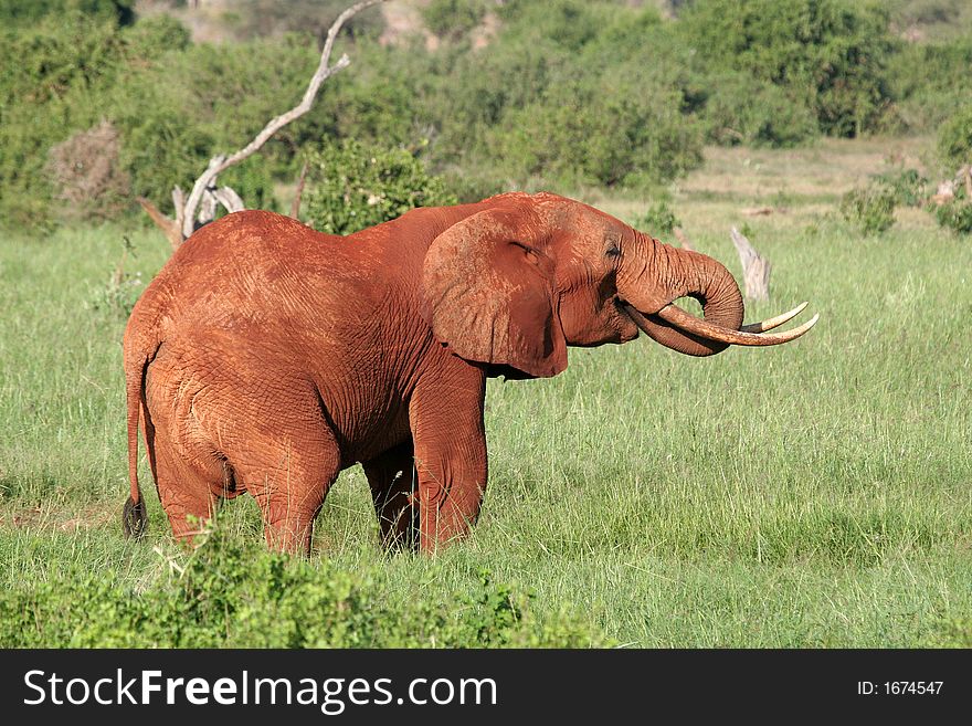 Red African Elephant