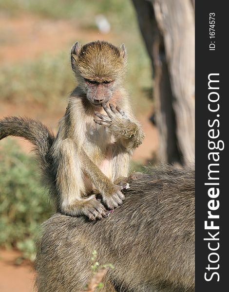 Baboon infant riding piggyback style on its mother