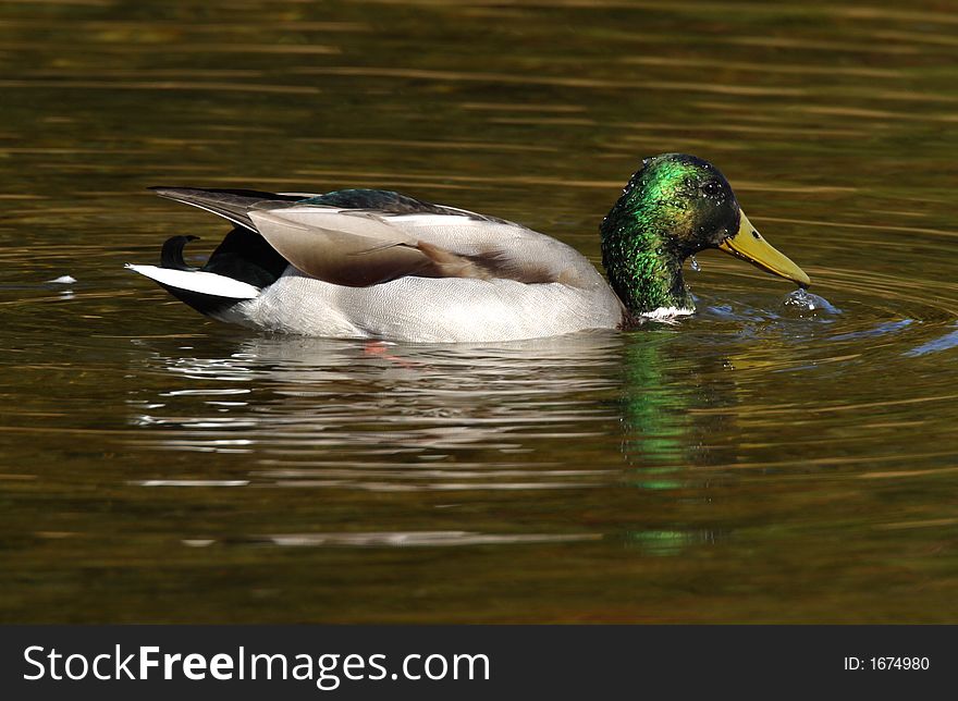 Mallard Male