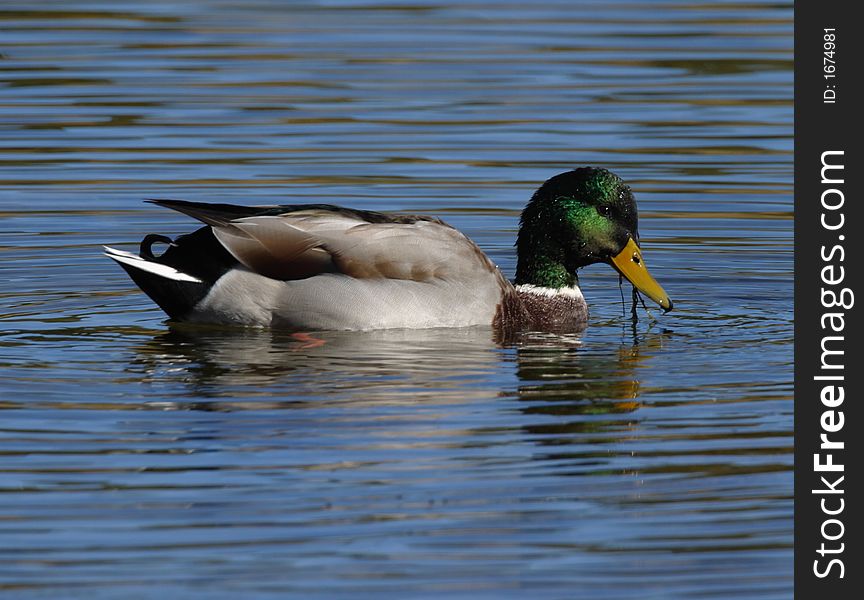 Mallard duck male - Newberry National Volcanic Monument. Mallard duck male - Newberry National Volcanic Monument