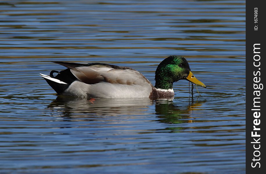 Mallard duck male - Newberry National Volcanic Monument. Mallard duck male - Newberry National Volcanic Monument