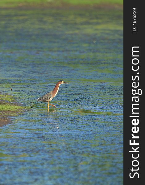 Green Heron in the Gene Pook of Jackson Bottom Wetlands Preserve