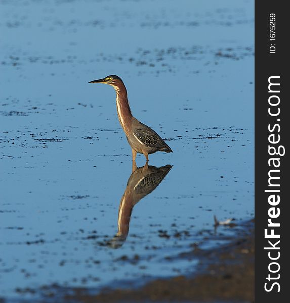 Green Heron in the Gene Pool of Jackson Bottom Wetlands Preserve