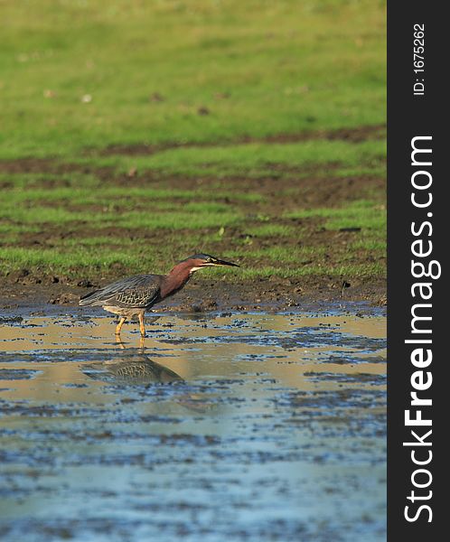 Green Heron in the Gene Pool of Jackson Bottom Wetlands Preserve