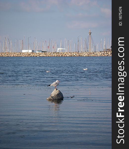 Seagull In Marina