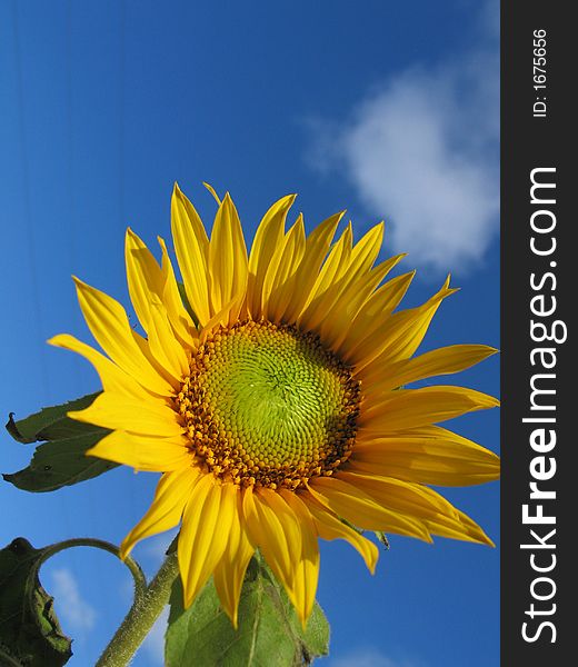 Sunflower Under Sky