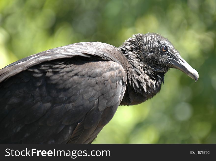 Head on upper wing of a black vulture agains a blurred background of greenery. Head on upper wing of a black vulture agains a blurred background of greenery.
