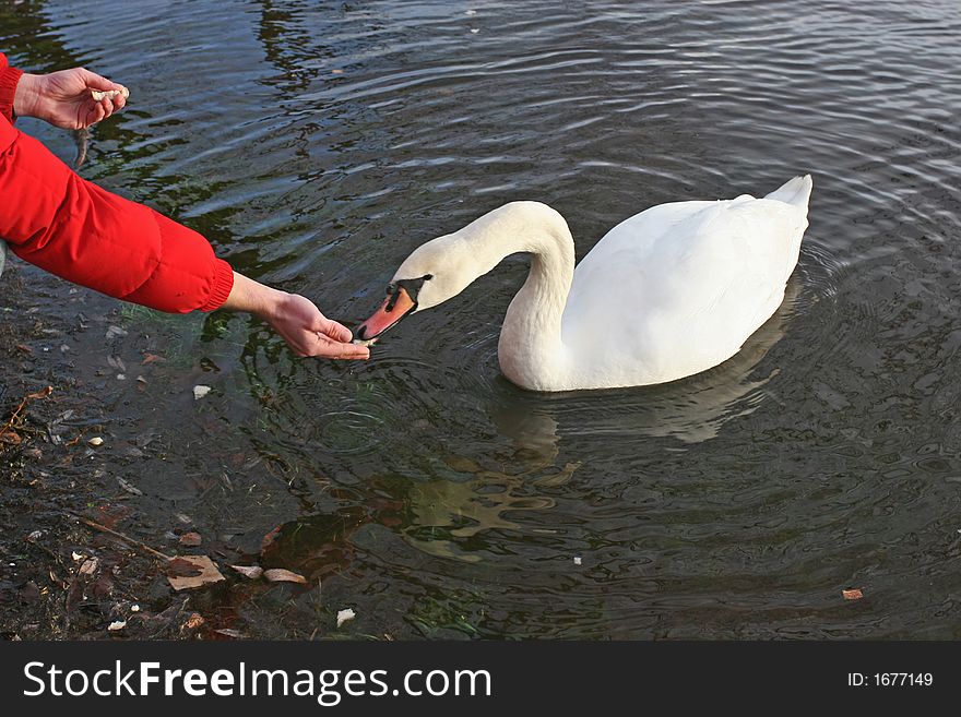 Photo of the swan feeding. Photo of the swan feeding