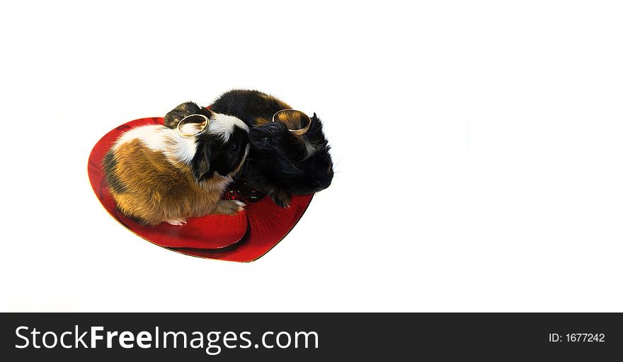 Two little angels (baby rodents on the heart-shaped plates with wedding rings isolated)