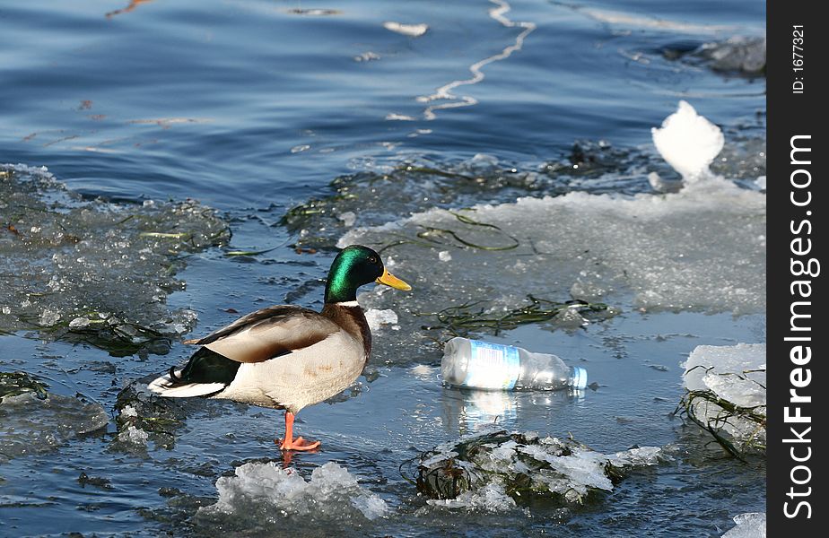 Duck and boat on ice