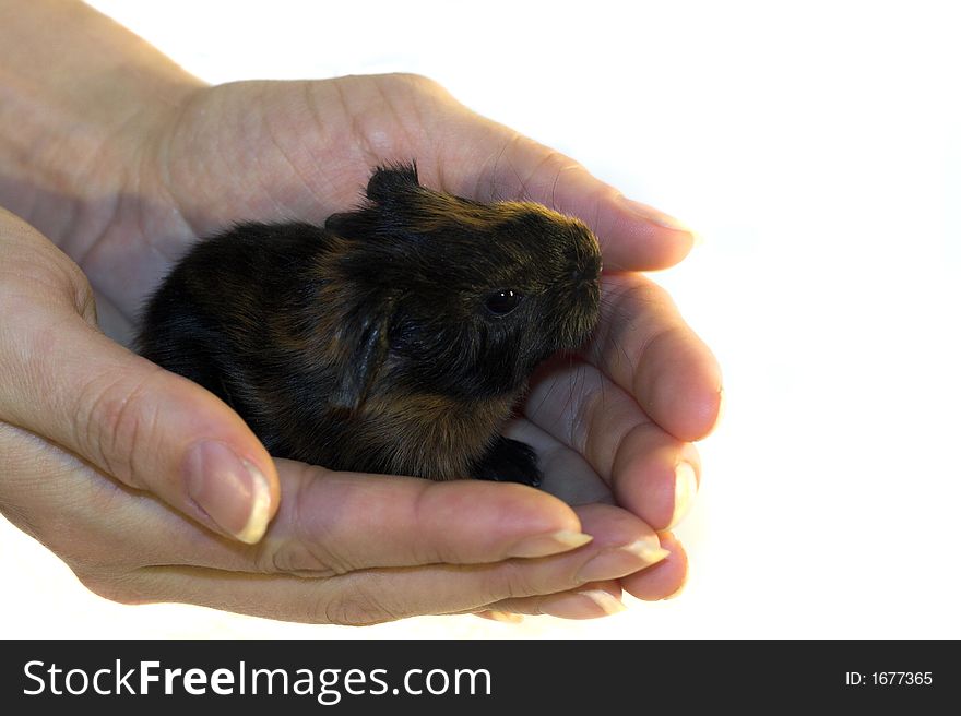 Holding a newborn in a hand (give shelter)