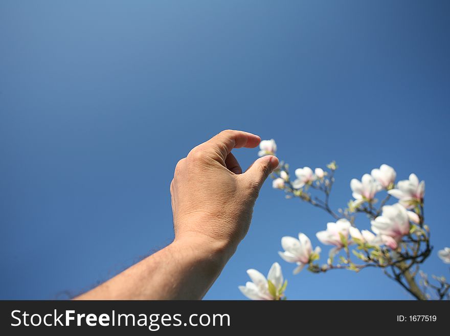 Hand and blossom trees branches in flower spring. Hand and blossom trees branches in flower spring