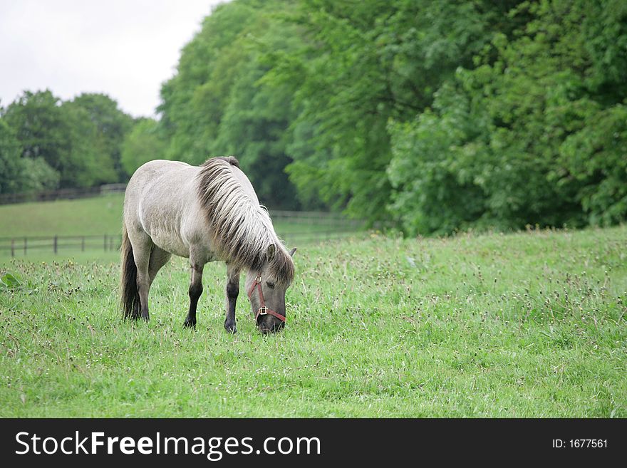 Danish horses on a field in the summer. Danish horses on a field in the summer