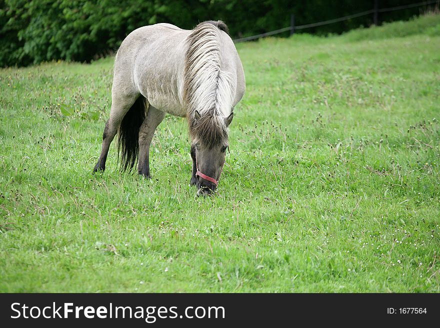 Danish horses on a field in the summer. Danish horses on a field in the summer