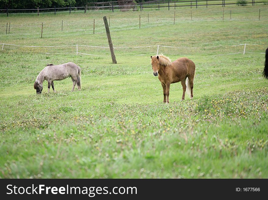 Danish horses on a field in the summer. Danish horses on a field in the summer