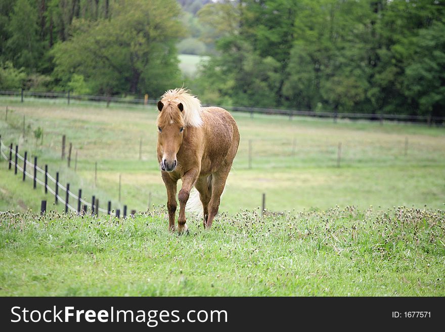 Danish horses on a field in the summer. Danish horses on a field in the summer