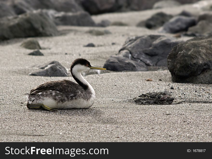 Western Grebe (Aechmophorus Occidentalis) laying on beach in Northern California, Pacific Ocean. Western Grebe (Aechmophorus Occidentalis) laying on beach in Northern California, Pacific Ocean.