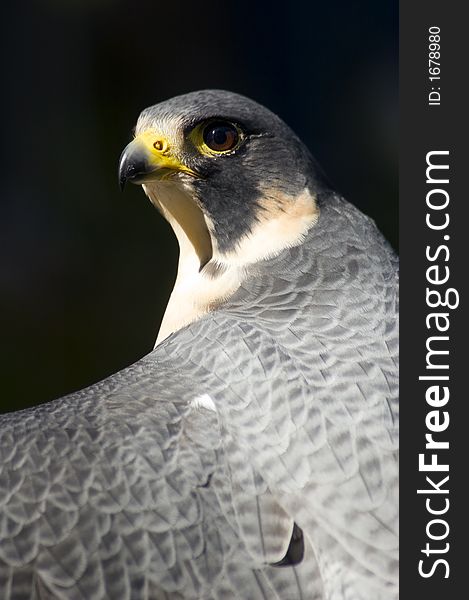 Peregrine Falcon (Falco peregrinus) profile against dark background - captive bird. Peregrine Falcon (Falco peregrinus) profile against dark background - captive bird
